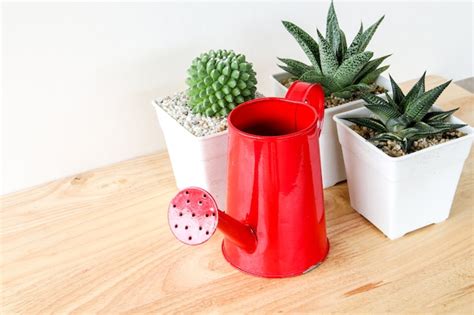 Premium Photo | Succulents or cactus in concrete pots over white background on the shelf and ...