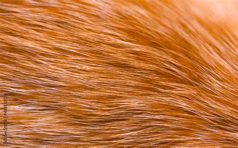 Fox fur close up. Redhead animal fur background, fur pile texture. Eco ...