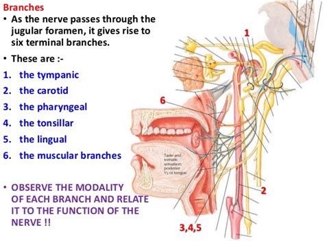 Glossopharyngeal nerve : origin , course , & applied anatomy