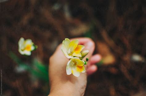 «Hand Picking Flowers» del colaborador de Stocksy «Dominique Felicity ...