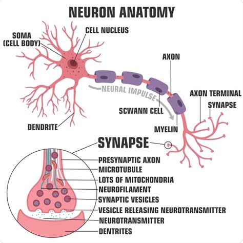 What is the Nervous System? (2022)