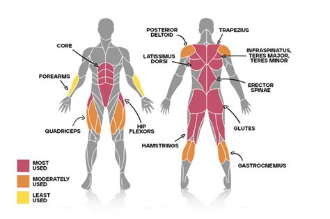 Which muscles do Deadlifts work? | Bulk™