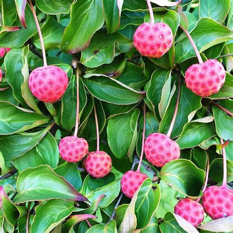 Rochelle Greayer on Instagram: “I love the color of kousa dogwood berries in my garden. I read ...