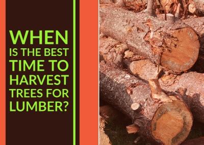 When is the Best Time to Harvest Trees for Lumber? | Mill on Wheels