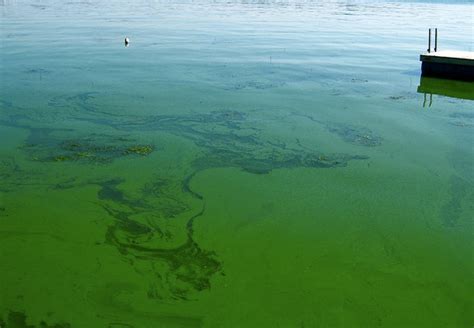 Blue-green algae confirmed in two NW Ontario lakes - TBNewsWatch.com