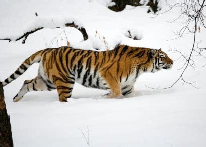 Siberian Tiger Facts | Amur Tigers | Endangered Animals