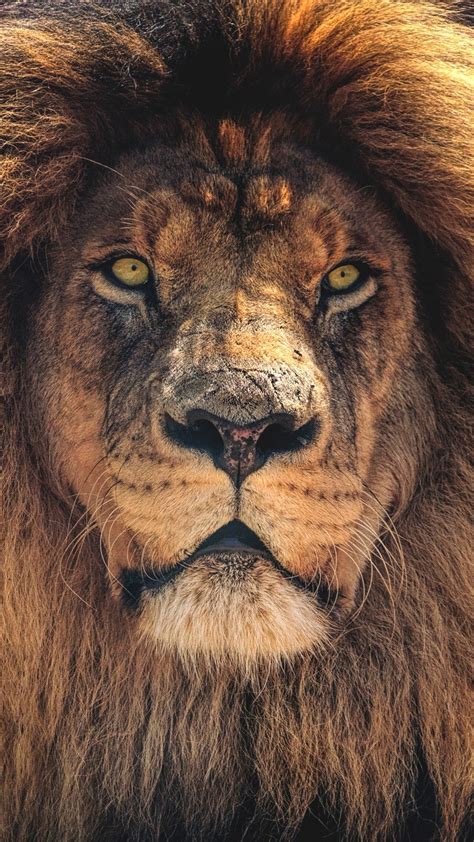 21 Lion iPhone Wallpapers - Wallpaperboat