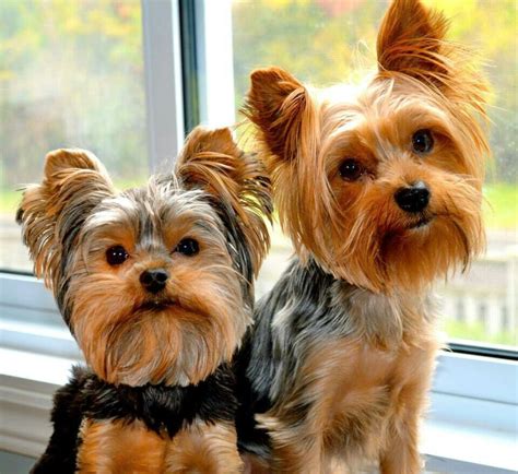 Yorkies. | Yorkshire terrier, Yorkie puppy, Yorkie