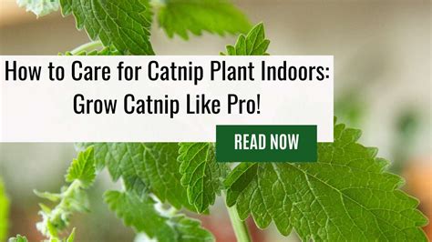 How to Care for Catnip Plant Indoors: Grow Catnip Like Pro!