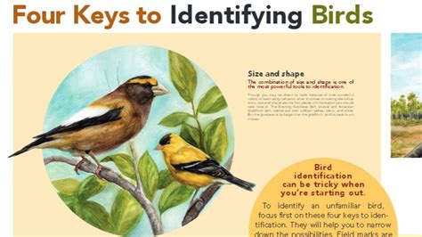 Four Keys to Bird Identification | All About Birds