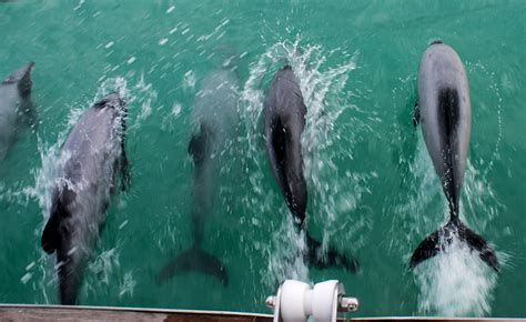 Akaroa Dolphins - Akaroa Harbour Nature Cruise: A Remarkable Experience ...