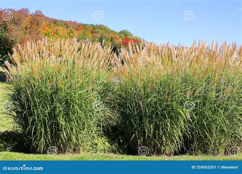 Poaceae or Gramineae is a Large and Nearly Ubiquitous Family of Monocotyledonous Stock Image ...