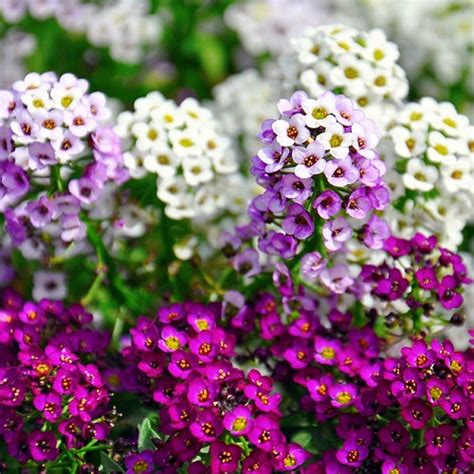 Alissum Mix Herb Flower Seeds Garden Alyssum Paletta Mix Seeds | Etsy