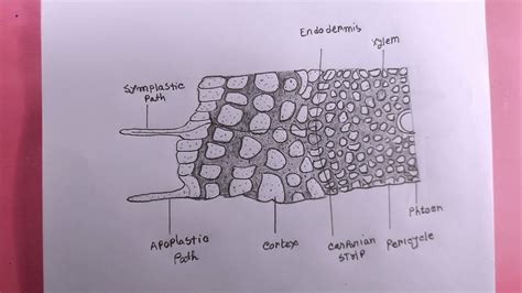 how to draw Symplastic and apoplastic pathways of water and ion absorption and movement in roots ...