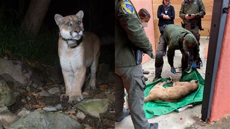 P-22: How old is P-22? Mountain lion captured in Hollywood Hills after killing dog