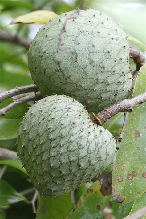 ~MOUNTAIN SOURSOP~ RARE FRUIT Tree COROSSOL ZOMBIE Annona montana 2 Starters