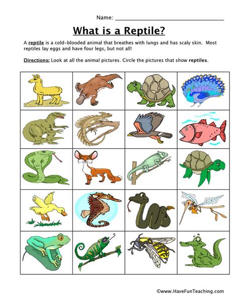 Reptile Classification Worksheet • Have Fun Teaching in 2020 ...