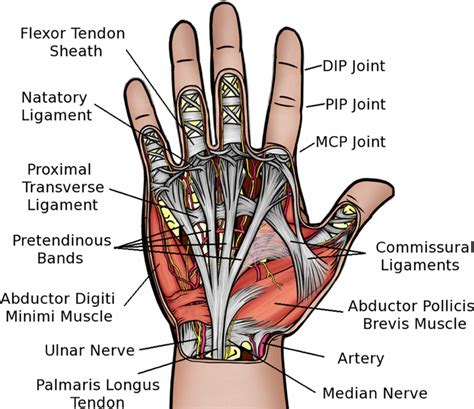 Hand anatomy, Anatomy, Nursing notes