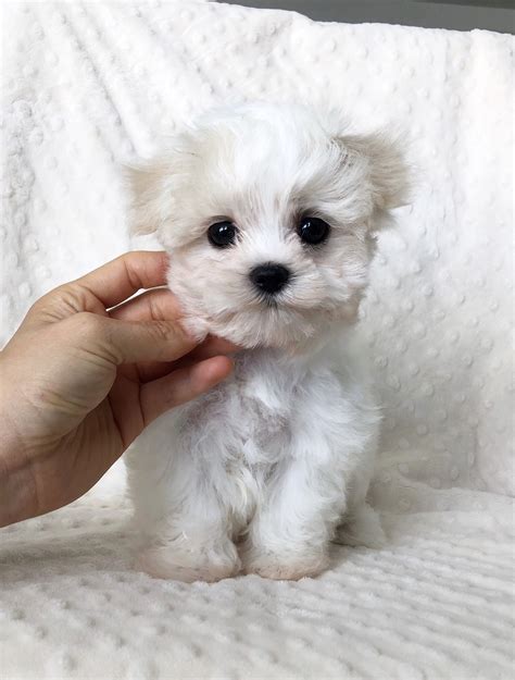 Teacup maltipoo puppy for sale los angeles california! - iHeartTeacups