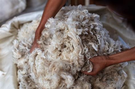 Allbirds steps into regenerative farming for wool production