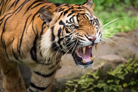 Behind the Roar: Understanding the Behavior of Tigers - Lions Tigers ...