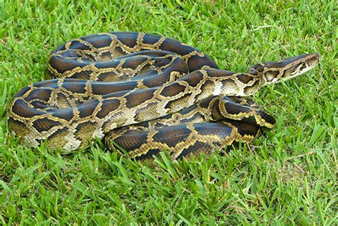 Everglades snake hunt to cull Burmese python population - Lonely Planet