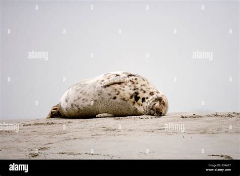 France, Somme, Picardie, Baie de Somme, Gray Seal (Halichoerus grypus Stock Photo - Alamy