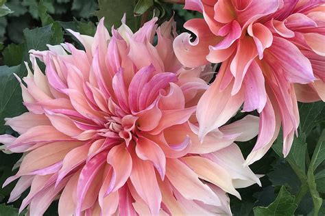 Growing Beautiful Dahlias | Swan Island Dahlias | Swan Dahlias