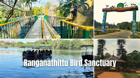 Ranganathittu Bird Sanctuary, Karnataka (Visit In 2024)