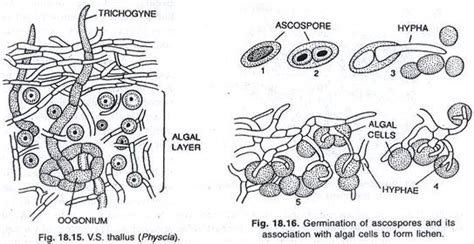 Reproduction in lichens for +3 zoology students