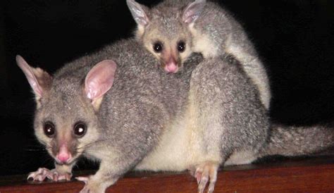 The Australian Possum | Critter Science