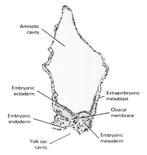 Atlas of Human Embryos Figure 3-5-7