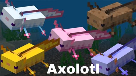 Colourful Axolotls in Minecraft [ Spawn, Tame, & Breeding ]