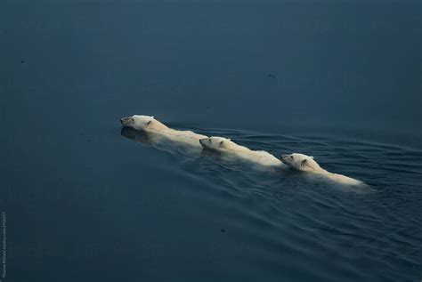 "Polar Bears Swimming, Svalbard, Norway." by Stocksy Contributor ...