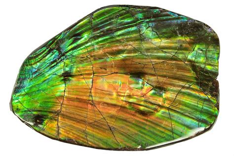 3.2" Flashy Ammolite (Fossil Ammonite Shell) - Alberta, Canada (#264847 ...