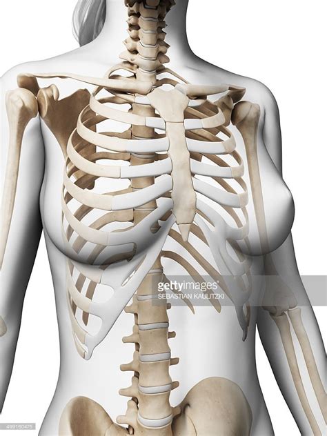 Rib Cage Anatomy Side View - Side View Of Rib Cage Stock Photos Page 1 Masterfile | The Breaking ...