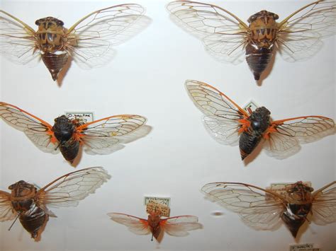 How to Collect and Display Insects | Make: