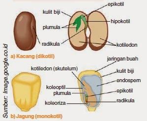 Perkecambahan Tanaman