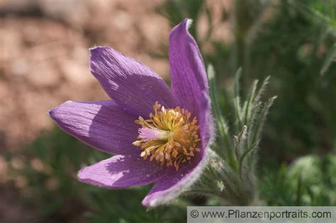 pulsatilla-vulgaris - HOMEOPATHY SCHOOL INTERNATIONAL