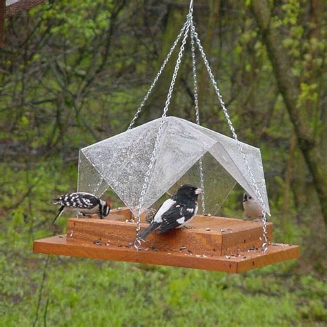 Super Tray with Clear Cover Bird Feeder - Yard Envy | Bird feeders, Platform bird feeder, Diy ...