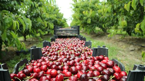 15 Best Cherry Orchards In America