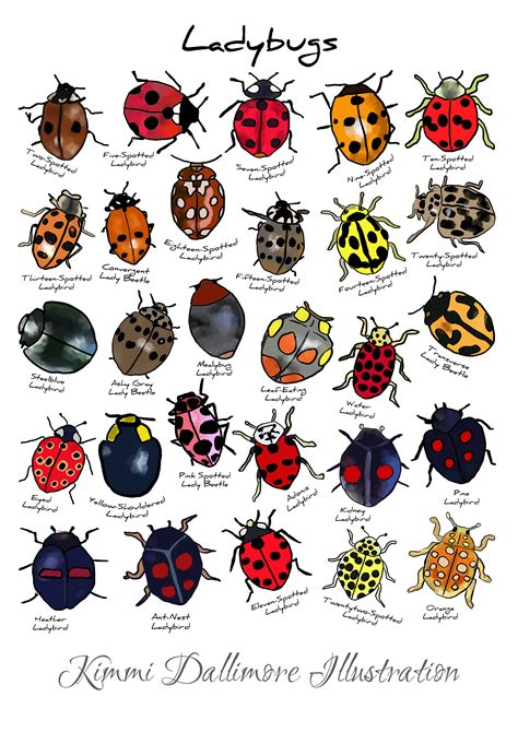 Ladybird Illustration Art Print, Ladybug Types Wall Chart, Bug ...