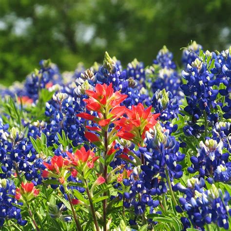 Texas Bluebonnet & Indian Paintbrush Seed Combo