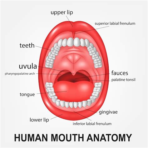 Anatomy Of The Human Mouth Illustration Stock Vector Image Art Alamy | The Best Porn Website