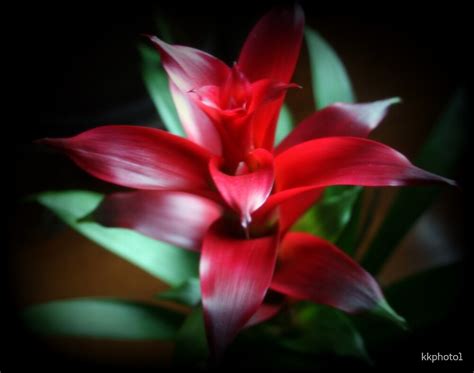 "Red Bromeliad Plant" by kkphoto1 | Redbubble