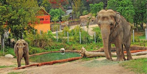 LA Zoo elephants - Stormwater Report