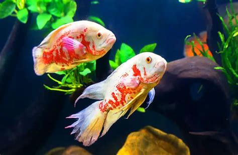 Oscar Fish - Description, Habitat, Image, Diet, and Interesting Facts