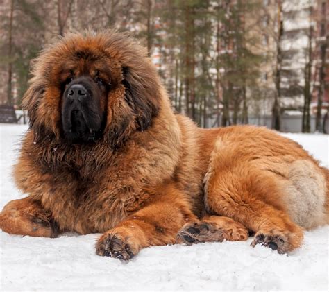 40+ Fluffy Dog Breeds That'll Melt Your Heart (Small, Medium, and Large) - Woof! It's Zelda