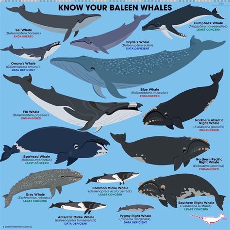 Pin by Julie Lewis on Animals in the wild | Baleen whales, Fun facts about animals, Marine animals