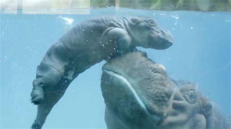 Bouncing Baby Hippo Learns to Swim (With a Little Boost From Mom) - ABC ...